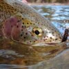 Top 12 Nymphs For Trout // Deadly Dozen Assortment -Perfect Fishing Shop 13245731394 0fe5bfce8b o