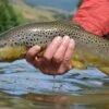 Top 12 Dry Flies For Trout // Deadly Dozen Assortment -Perfect Fishing Shop 33075084278 3632040f81 k