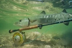 Sage SALT R8 // Saltwater Fly Rod -Perfect Fishing Shop SALT R8 13